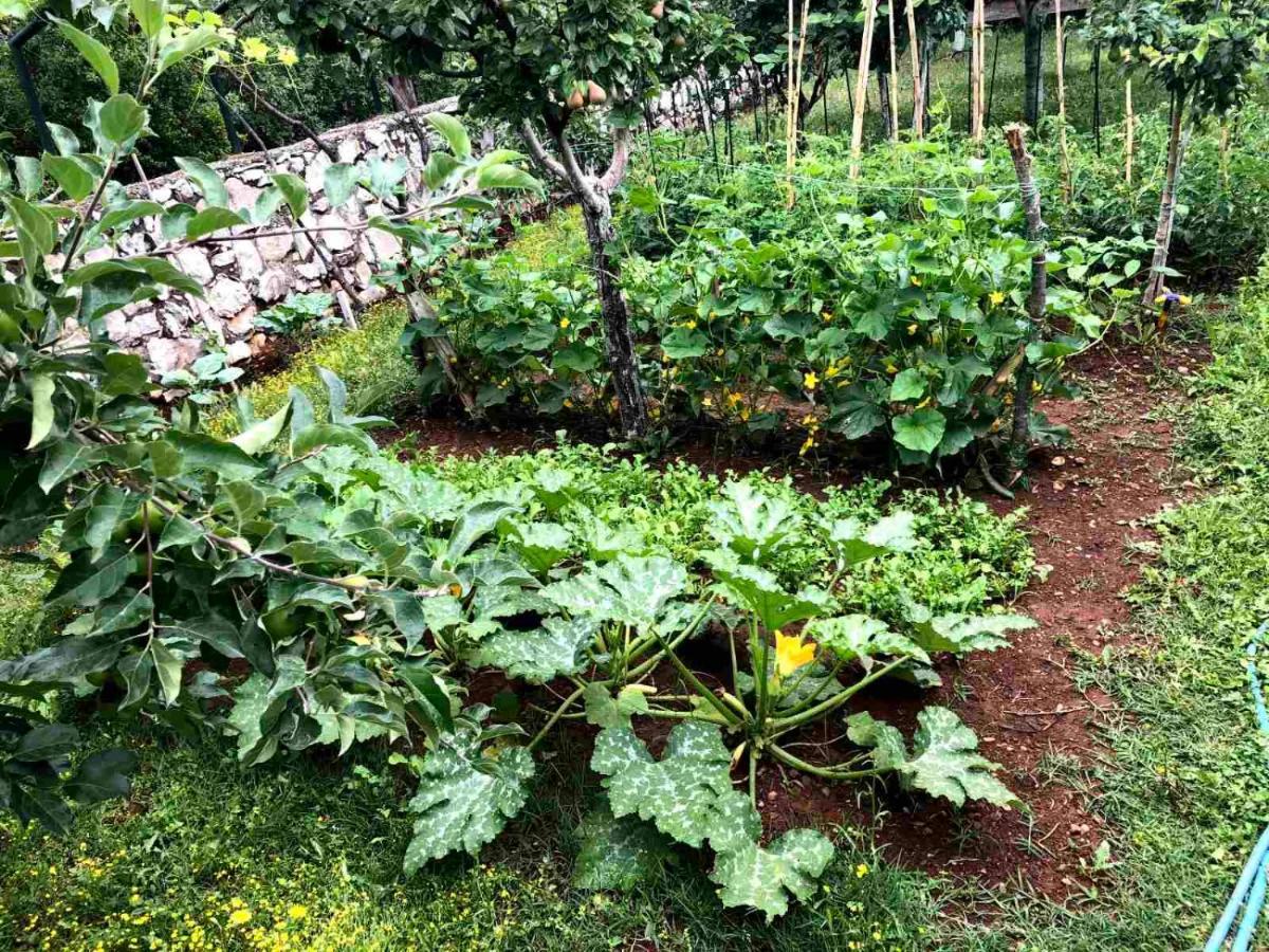 Green House Pejovic Подгорица Экстерьер фото